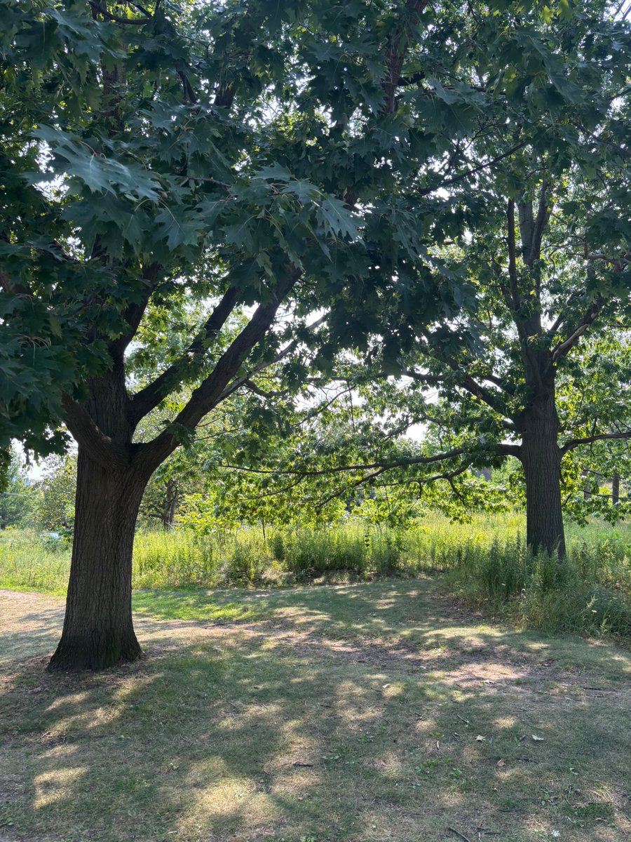 griffitzart's tweet photo. @walks_camera #thicktrunktuesday #imwithit #ilovetrees🌳🤳📷 https://t.co/pbryOIrWCi