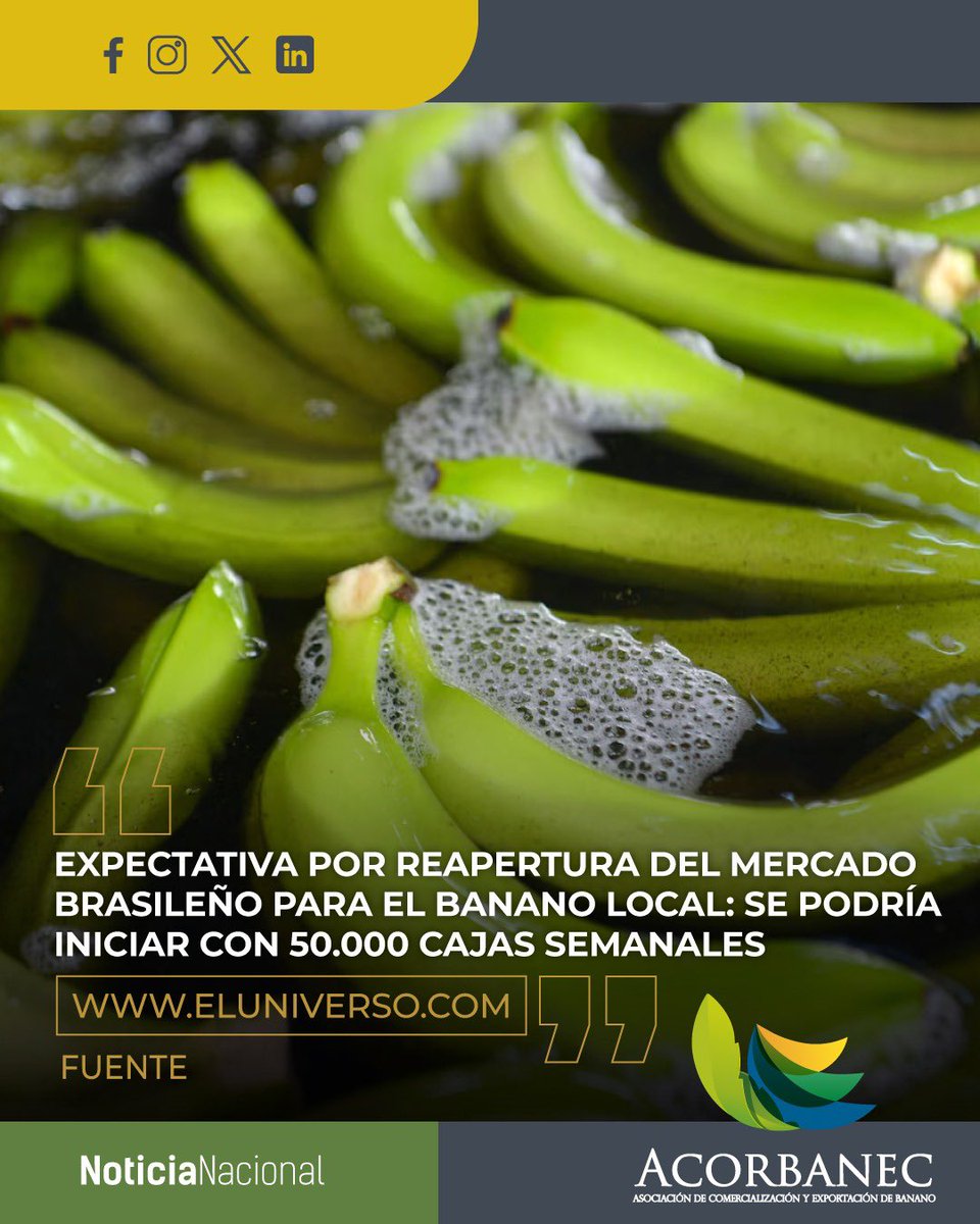 Acorbanec (@acorbanec) on Twitter photo En entrevista con el diario El Universo, nuestro Director Ejecutivo <a href="/Richardwsv/">Richard Salazar</a> , indicó que de darse esta reapertura Ecuador podría empezar a exportar unas 50.000 cajas semanales, que podrían duplicarse y llegar a 100.000 cajas dependiendo de varios factores. En entrevista con el diario El Universo, nuestro Director Ejecutivo <a href="/Richardwsv/">Richard Salazar</a> , indicó que de darse esta reapertura Ecuador podría empezar a exportar unas 50.000 cajas semanales, que podrían duplicarse y llegar a 100.000 cajas dependiendo de varios factores.