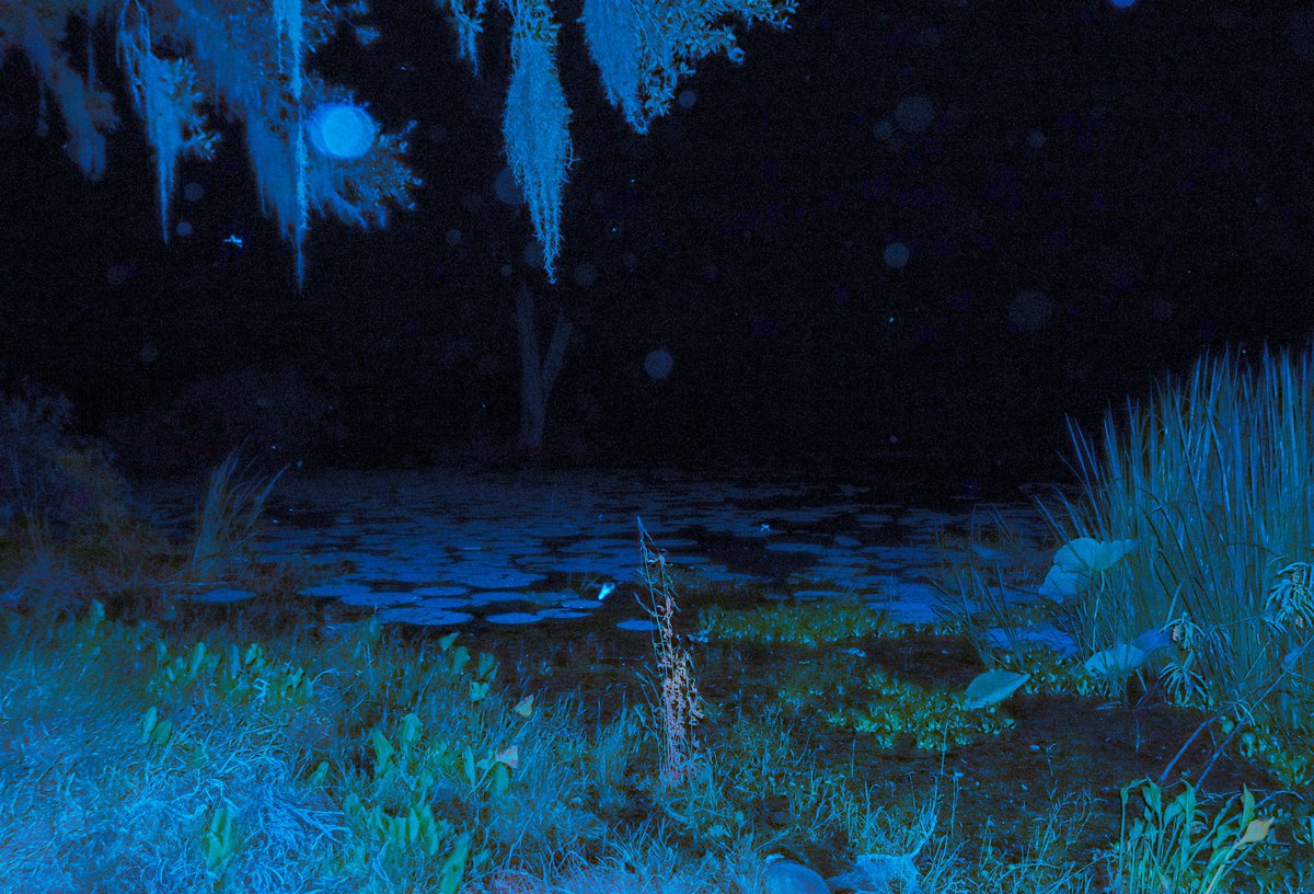 Happy World Photography Day :D