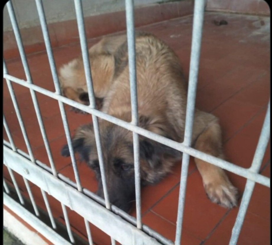 🆘️🆘️ Esta derrotado,a perdido las ganas de vivir en la perrera de la ☠️,lleva meses sin salir de Sportdog(Sevilla)y sin pisar la calle 😥
Se me 💔,cada dia come menos y ya ni lucha,urge acogida o adopcion...APIADATE y se la das🙏🏻🙏🏿🙏
Puede 🚗 contacta ☎️ 637 528359