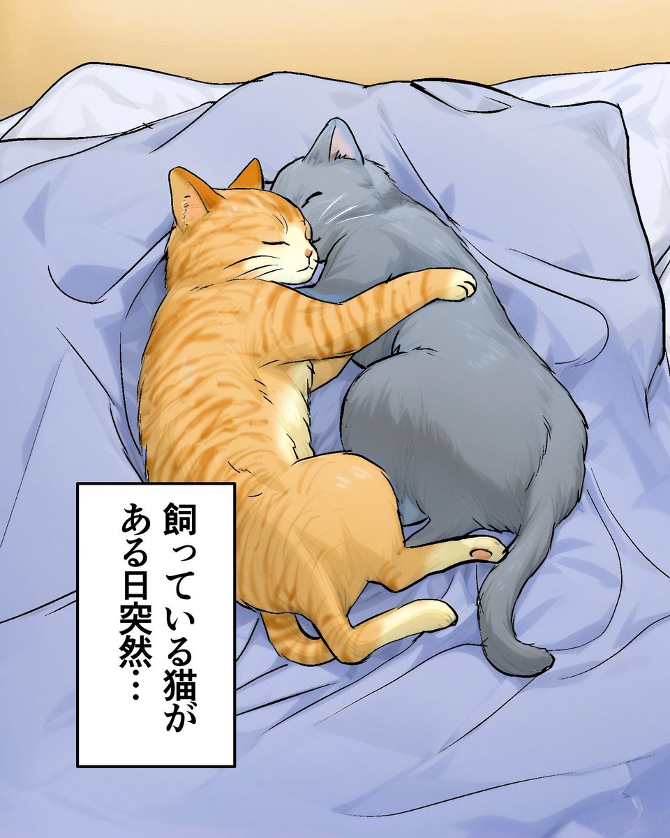 飼っている猫が…1/2 