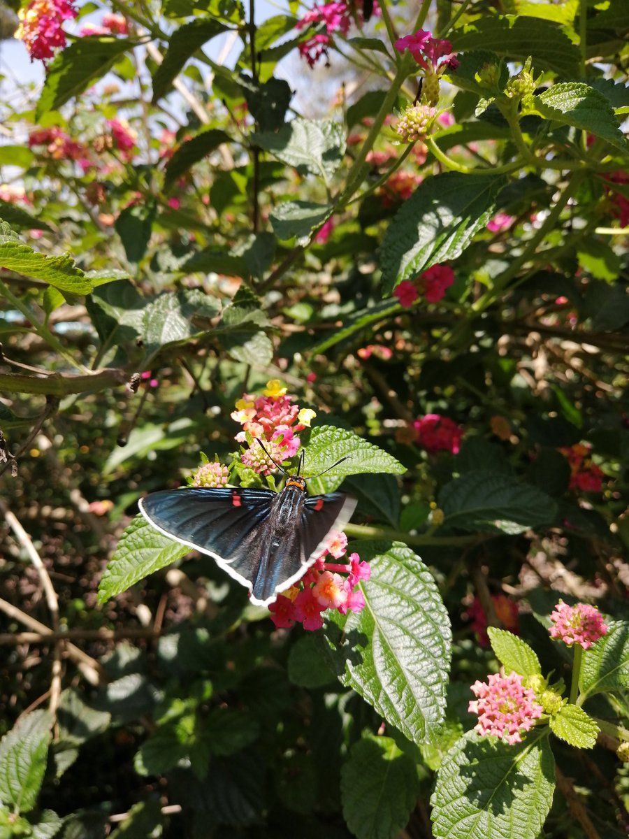 ¡Gente, llegamos a las 60 especies de mariposas en el jardín del parque Tezozómoc!
Puede parecer nada contra Chapultepec, Tlalpan o Coyoacán, pero recuerden que Azcapotzalco es plenamente urbano y este jardín fue el primer proyecto local dedicado a plantas nativas y polinizadores
