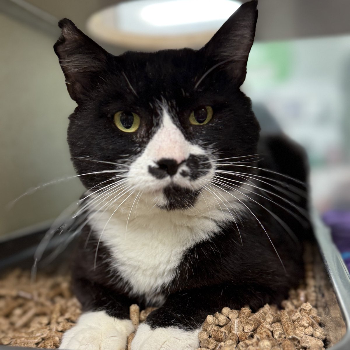 Homeward Bound Pet Adoption Center tweet media