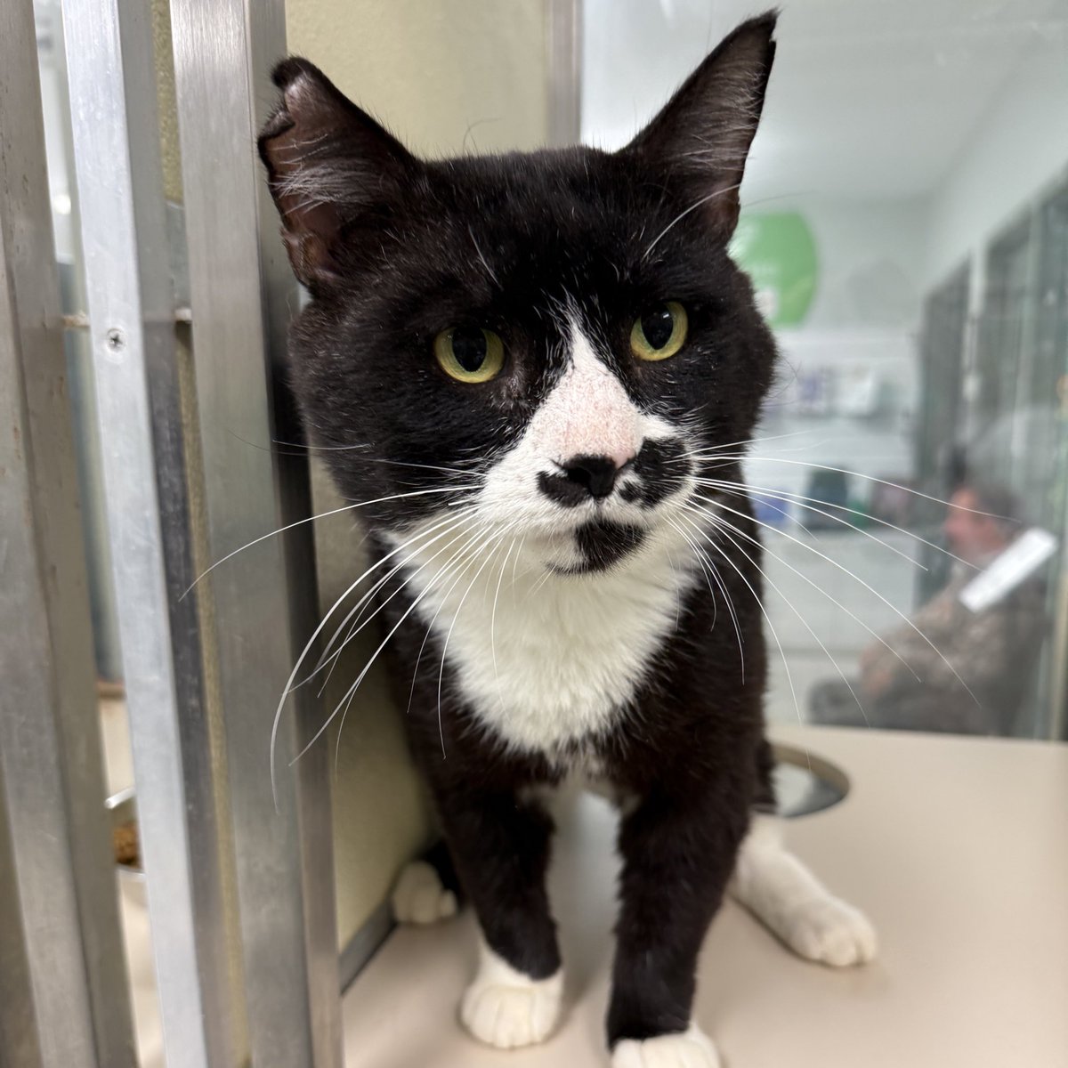 Homeward Bound Pet Adoption Center tweet media