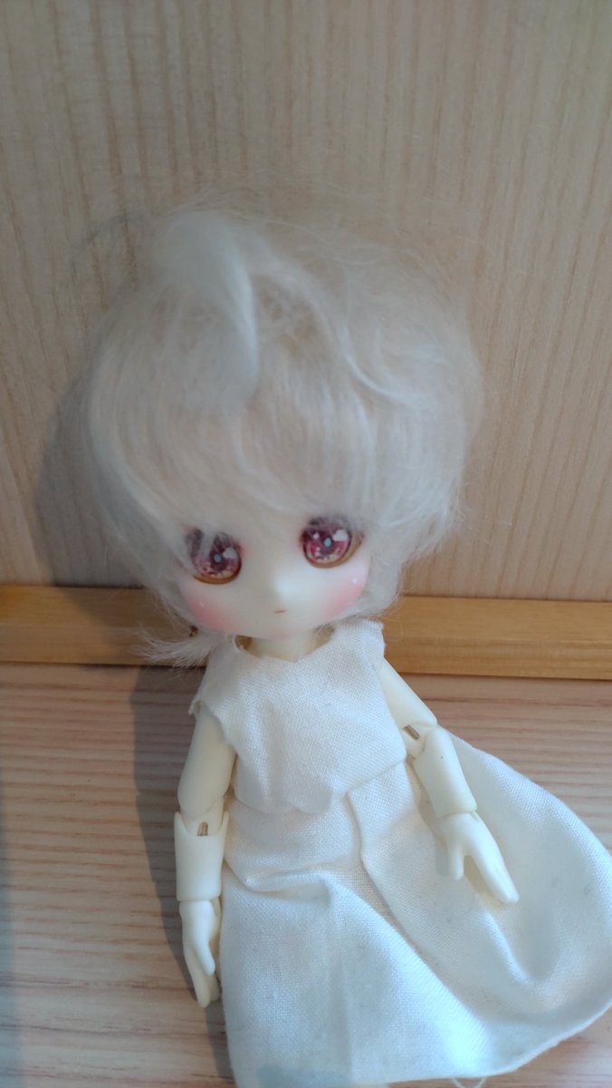neige0912's tweet photo. おはドルです。
夏風邪が治らないのでしっかり休みます……。
(写真は去年の今頃のもの)
#おはドル
#うちのこかわいい
#elfinstore #ピグミー https://t.co/xh7VwIQYLe