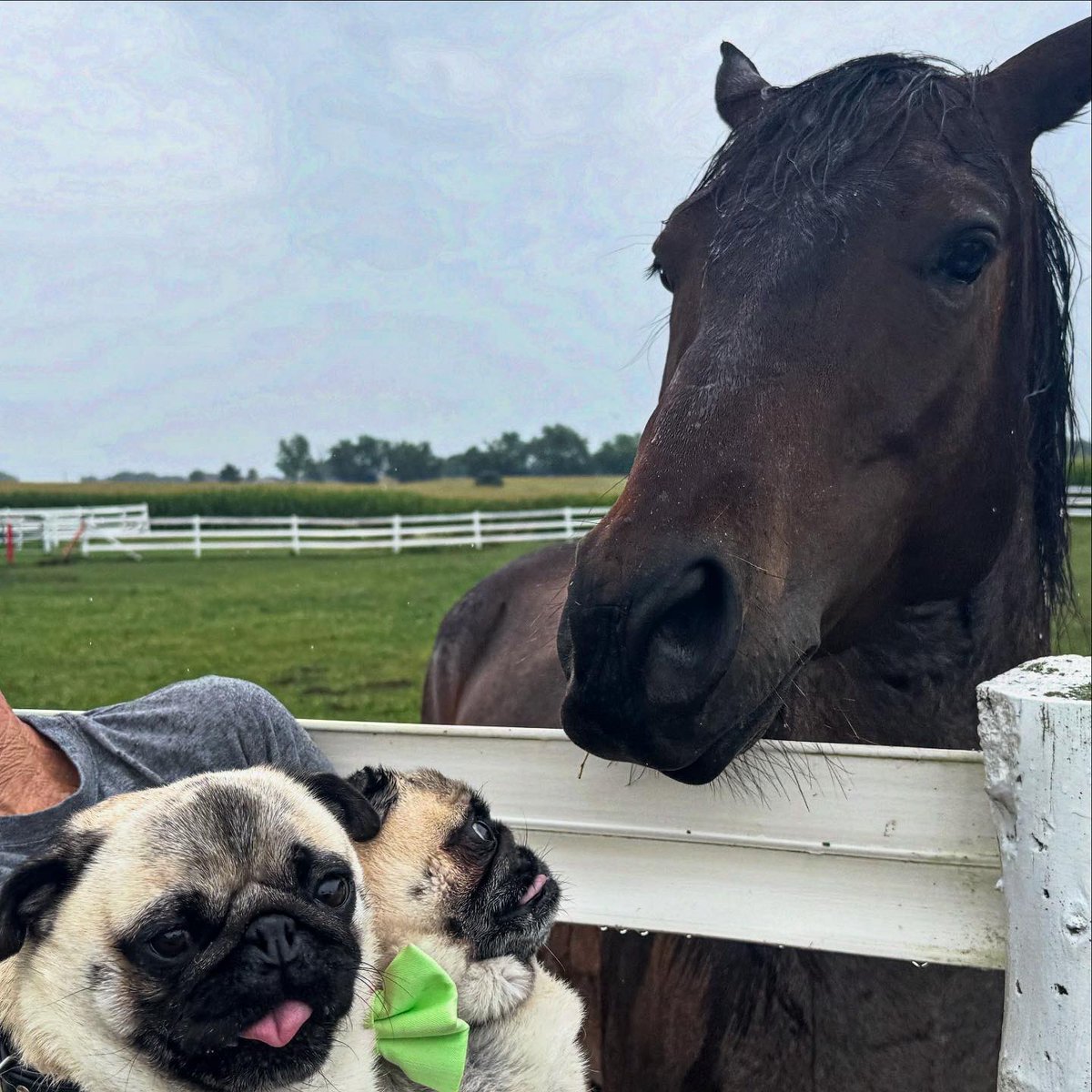 IgorPugDog's tweet image. Did our annual @SARITherapeutic visit with campers and some “pushy” horses 💚💜

#pug #equinetherapy #equinerehab #feelthelove