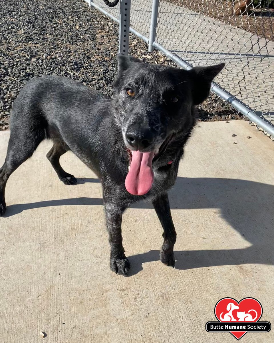 buttehumane's tweet photo. Roger is handsome, affectionate, and ready to steal your heart! Come by our walk-in adoption hours Tuesday - Sunday, 12 - 4 pm to meet him and the rest of the adorable animals in our care! 🐶❤️🐱 https://t.co/asswJk2dah