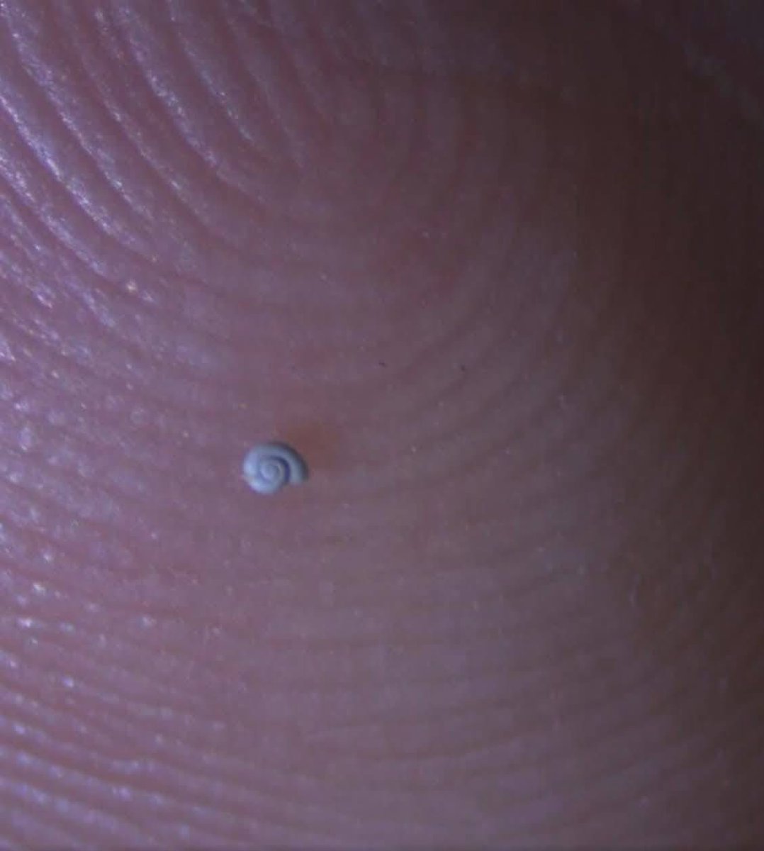 🇲🇽 Descubren en Coahuila, México al caracol más pequeño del mundo, ahora nombrado “Microphreatus Saltillensis”.