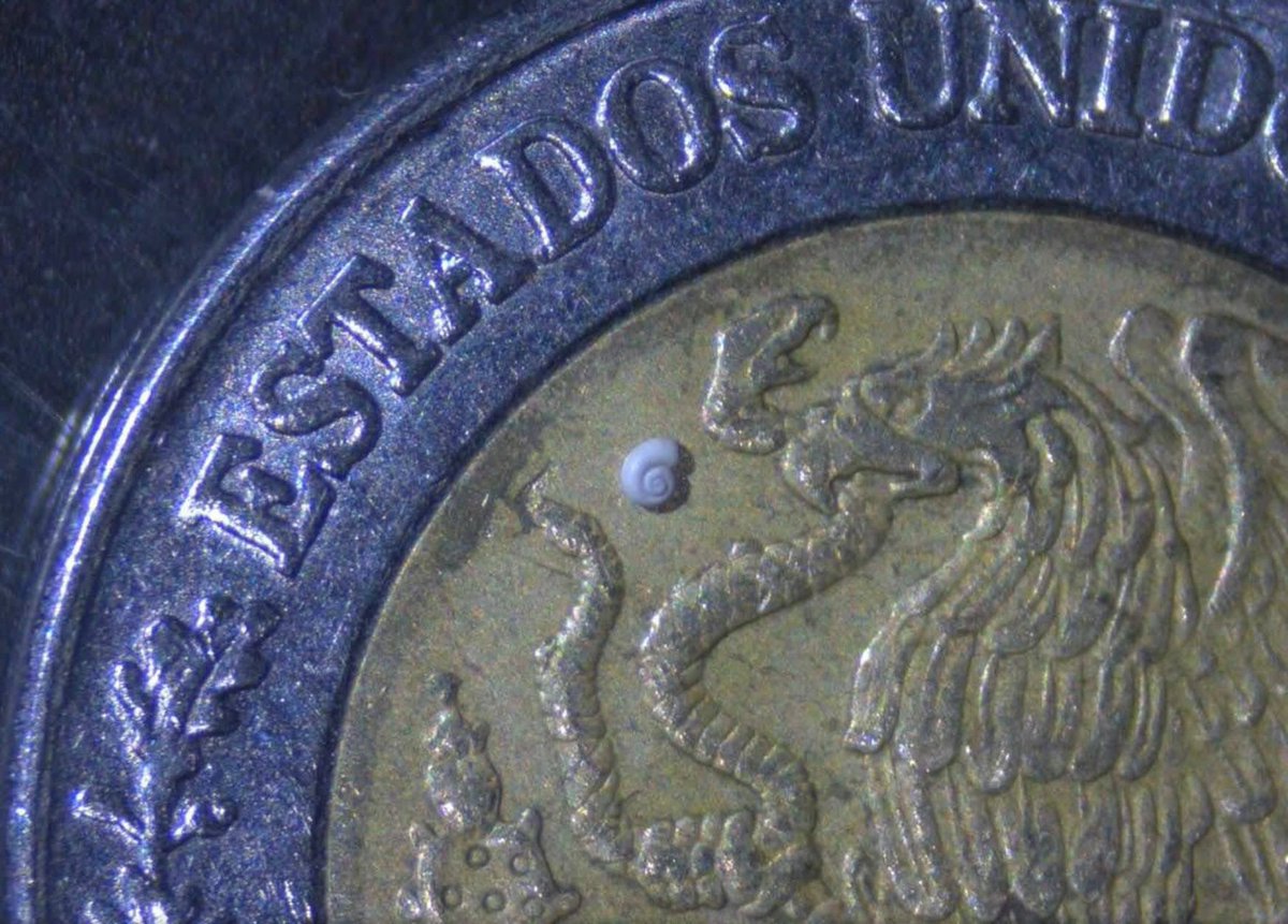 InformaCosmos's tweet photo. 🇲🇽 Descubren en Coahuila, México al caracol más pequeño del mundo, ahora nombrado “Microphreatus Saltillensis”. https://t.co/WzS1fD297J