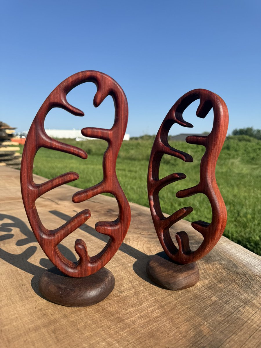 Two plump #mitochondria basking in the sun. One is about to travel to Qatar!!