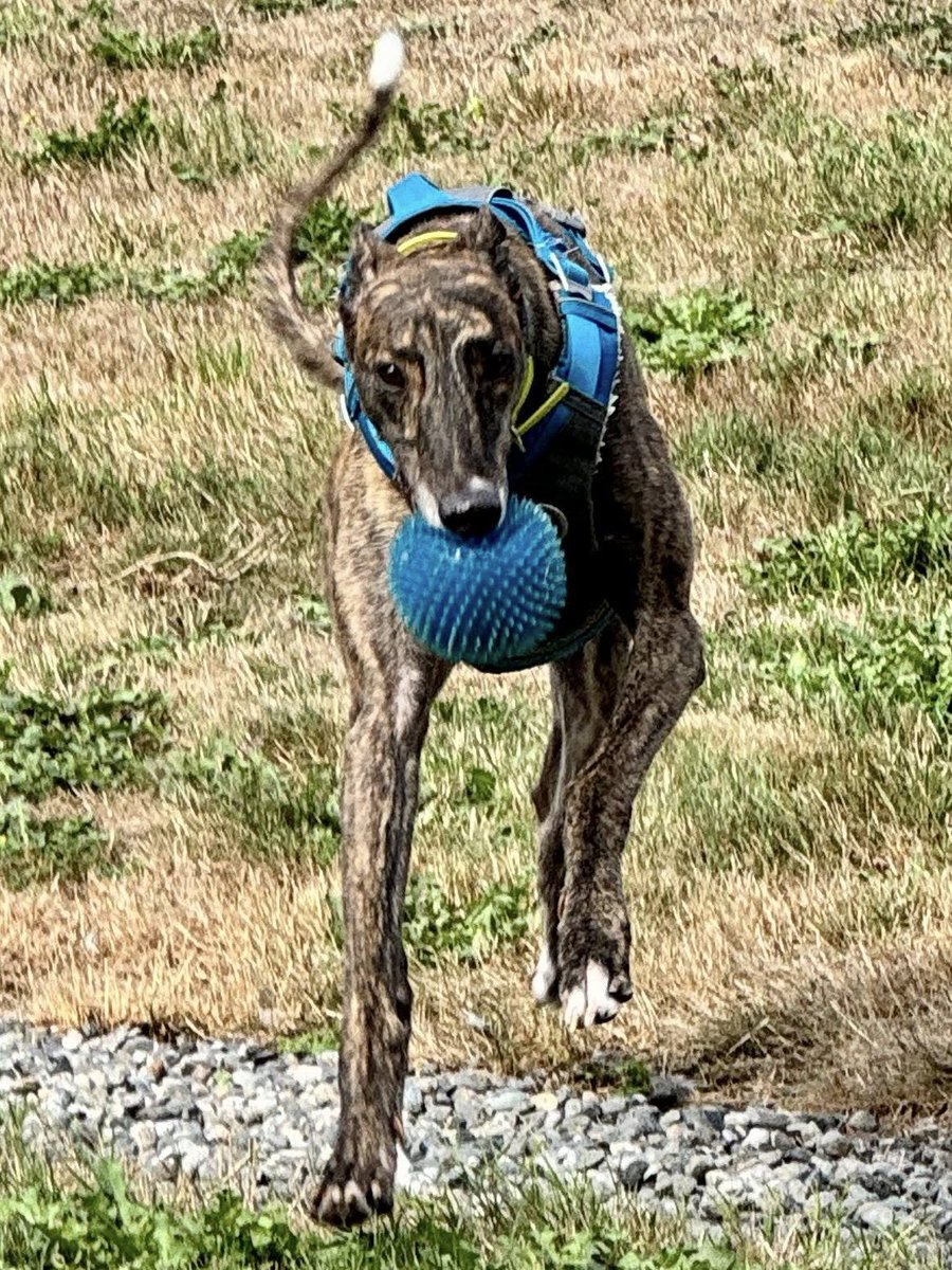 GPI Tuesday Available Dog Report ~ Brightwater walk w/JACK, ALFIE, Big Riv &amp; Tippa. ALFIE walked on the path w/the others &amp; did well. Progressing nicely when noticing other dogs. At the kennel, Chris &amp; Margaret S took dogs for kennel park time - JACKO, TUT, ORLA, LAKE, PANDORA /1