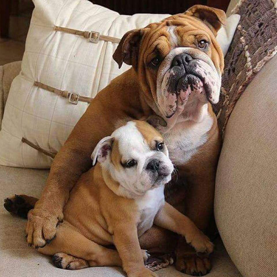 MaleBulldogs's tweet image. 🏈🏈🏈FRIDAY, AUG 22 vs Butler AWAY (Kickoff 7:00pm)

NOTE:  Male HS Gold Cards &amp;amp; Spirit Cards will be accepted for admission at the Gate only thru the end of 1st quarter.
Gates open at 6:00pm.   No Gold/Spirit Card, buy Tickets on GoFan $10 (under 10 Free).
#DawgLife