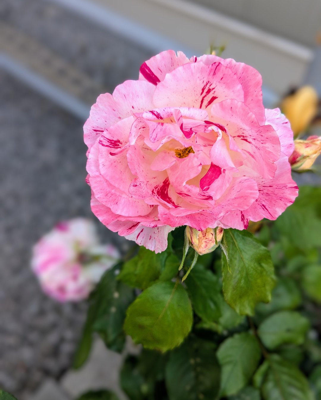 薔薇○コメント下さい アオのハコ スイパラ 笠原匡 アクリルスタンド 購入特典 針生