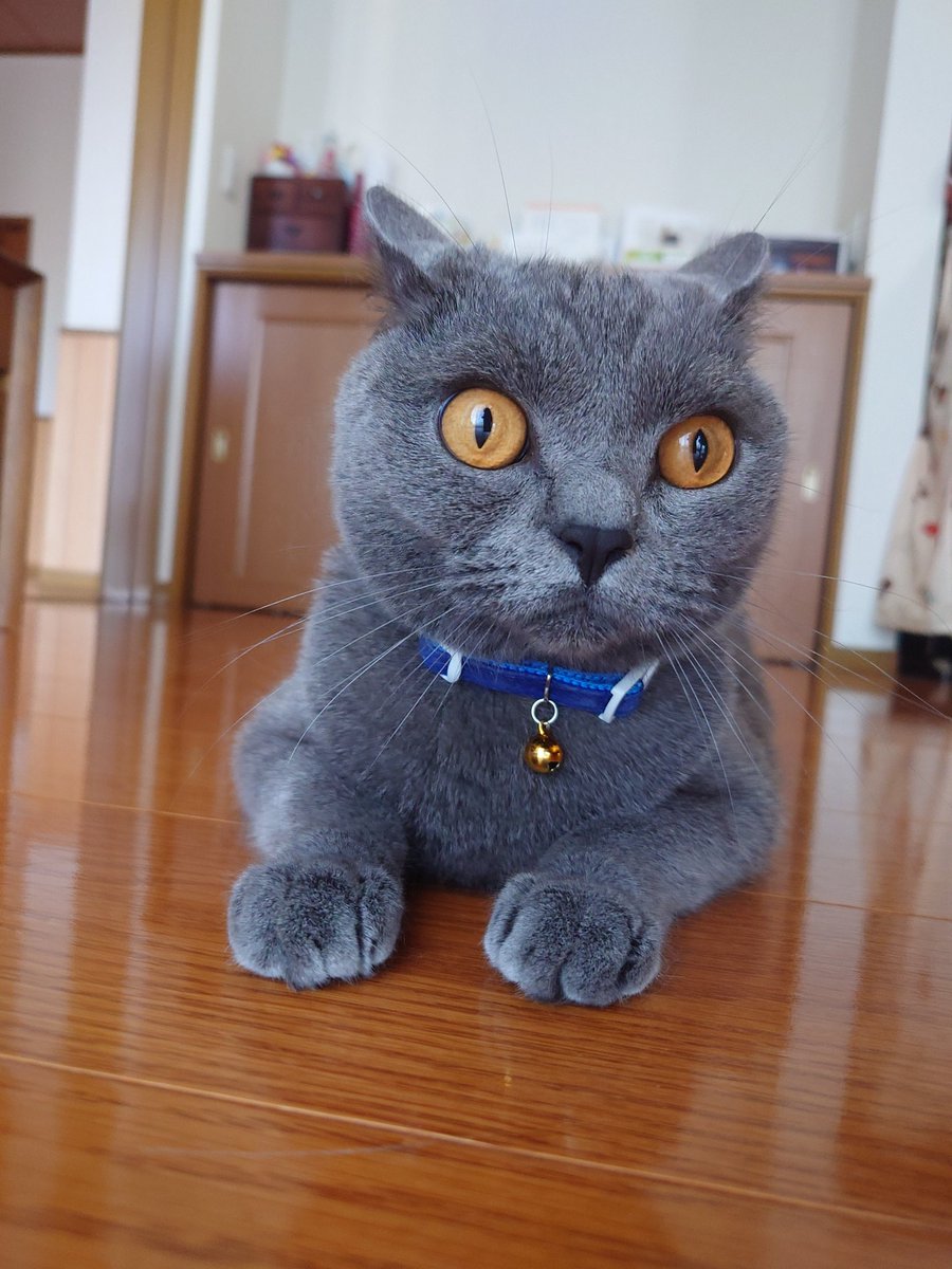 おはラテくん
#ブリティッシュショートヘア 
#猫のいる暮らし