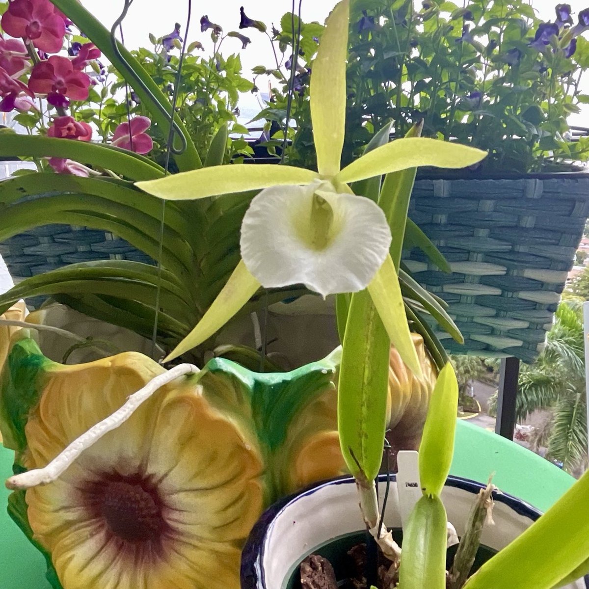 Happy to see my Procatavola Key Lime Stars in bloom