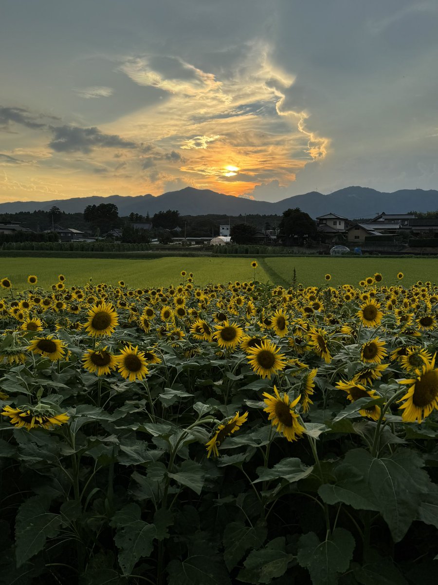 Orion3sta's tweet photo. 夏水仙とひまわり畑からの夕焼け空
背後の山は足尾山と加波山 https://t.co/L984VSPTvb