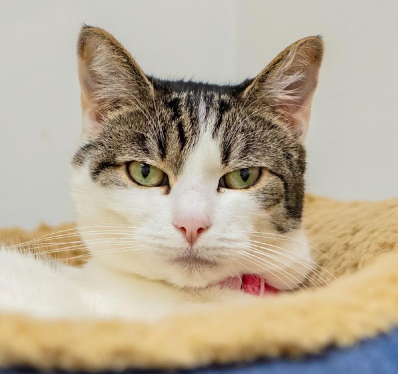 sachikoko's tweet photo. 👉🏽SENIOR ALERT🙏🏽PLZ SHARE
🌼Shy, Sweet 8YO #Senior White & Tabby Kitty "OLIVE"🌼
🥠Needs A Loving #FureverHome🏡
➡https://t.co/CP8SdBwXmU
🙏🏽#AdoptDontShop
#Monterey, #CA #NorCal #Polydactyl #SpecialNeeds
✅FeLV+ Cats @CatsOldies Golden Oldies Cat Rescue
#RehomeHour #US #CATS https://t.co/bHUIsHGemV