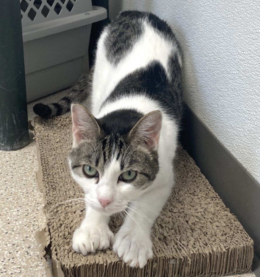 sachikoko's tweet photo. 👉🏽SENIOR ALERT🙏🏽PLZ SHARE
🌼Shy, Sweet 8YO #Senior White & Tabby Kitty "OLIVE"🌼
🥠Needs A Loving #FureverHome🏡
➡https://t.co/CP8SdBwXmU
🙏🏽#AdoptDontShop
#Monterey, #CA #NorCal #Polydactyl #SpecialNeeds
✅FeLV+ Cats @CatsOldies Golden Oldies Cat Rescue
#RehomeHour #US #CATS https://t.co/bHUIsHGemV