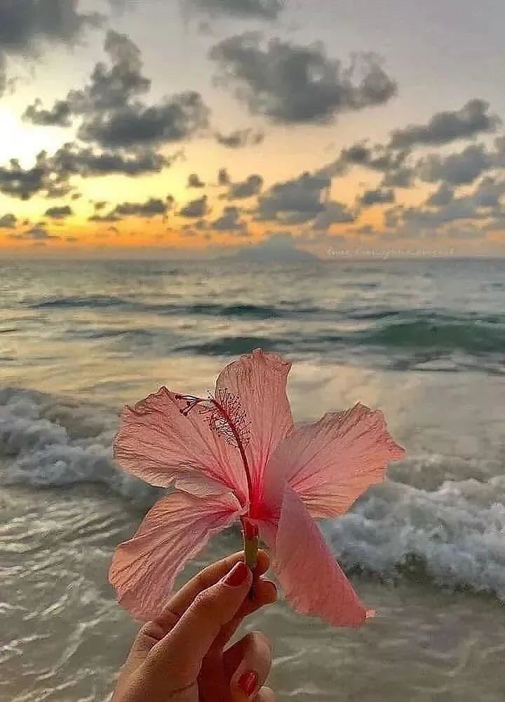 fairyprxncess's tweet photo. hibiscus flower https://t.co/NvIuOIMQgG