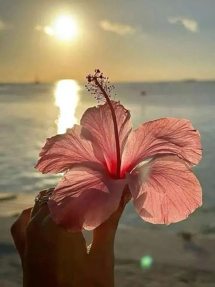 fairyprxncess's tweet photo. hibiscus flower https://t.co/NvIuOIMQgG