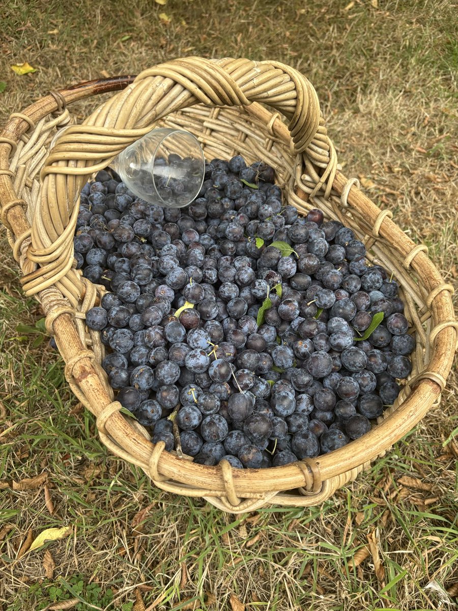 brit_battleaxe's tweet image. First haul of damsons - the easy reachers. Bumper harvest this year so get into those hedgerows!! #YumYum #FoodForFree