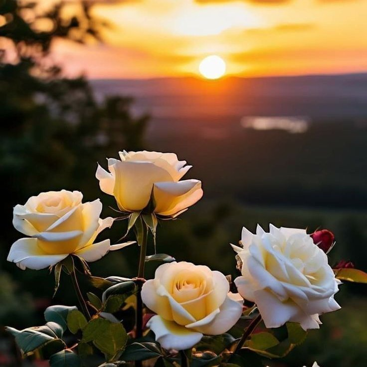 Gungordemirkan1's tweet photo. ▫️''Today in my heart
a vague trembling of
stars, and all roses are
as white as my pain.''
#FedericoGarciaLorca✨
#Geceye💫   #Dotd✨ https://t.co/wQEL7gukFX
