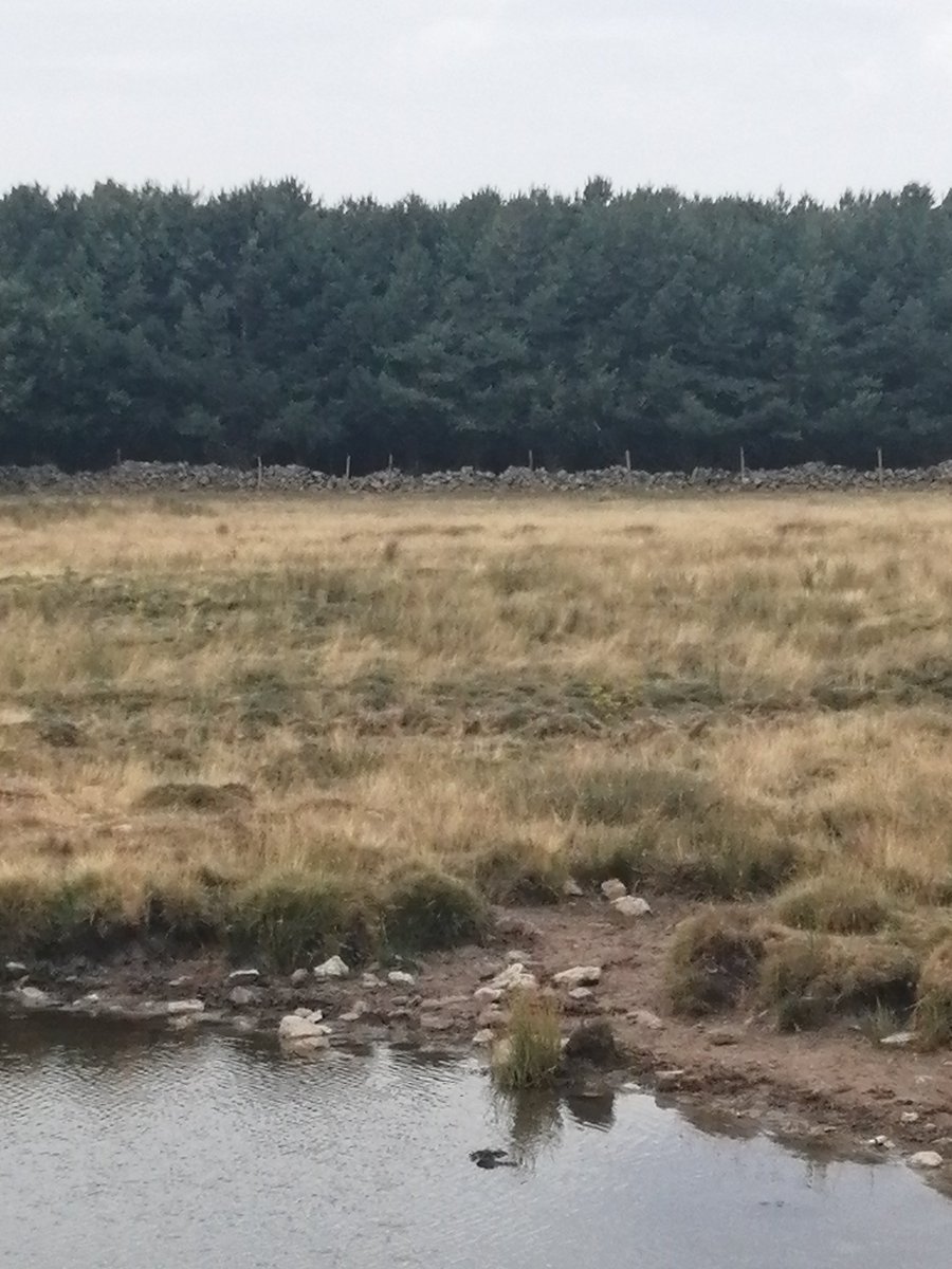 E.J. Gómez Ferreras (@ejogomezferrera) on Twitter photo 