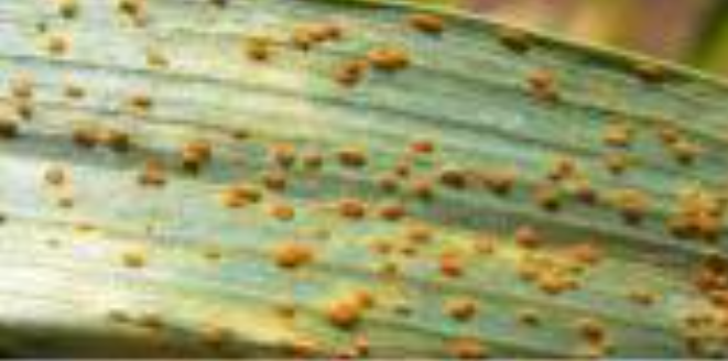 The_9KenyanV's tweet photo. A new report warns that wheat stem rust, especially the deadly Ug99 strain, is spreading in Kenya, Uganda &amp; Ethiopia—threatening food security. Urgent action, resistant varieties, and farmer awareness are key. 🌾🛑 #FoodSecurity #WheatRust #EastAfrica https://t.co/1mzlUBXD9i