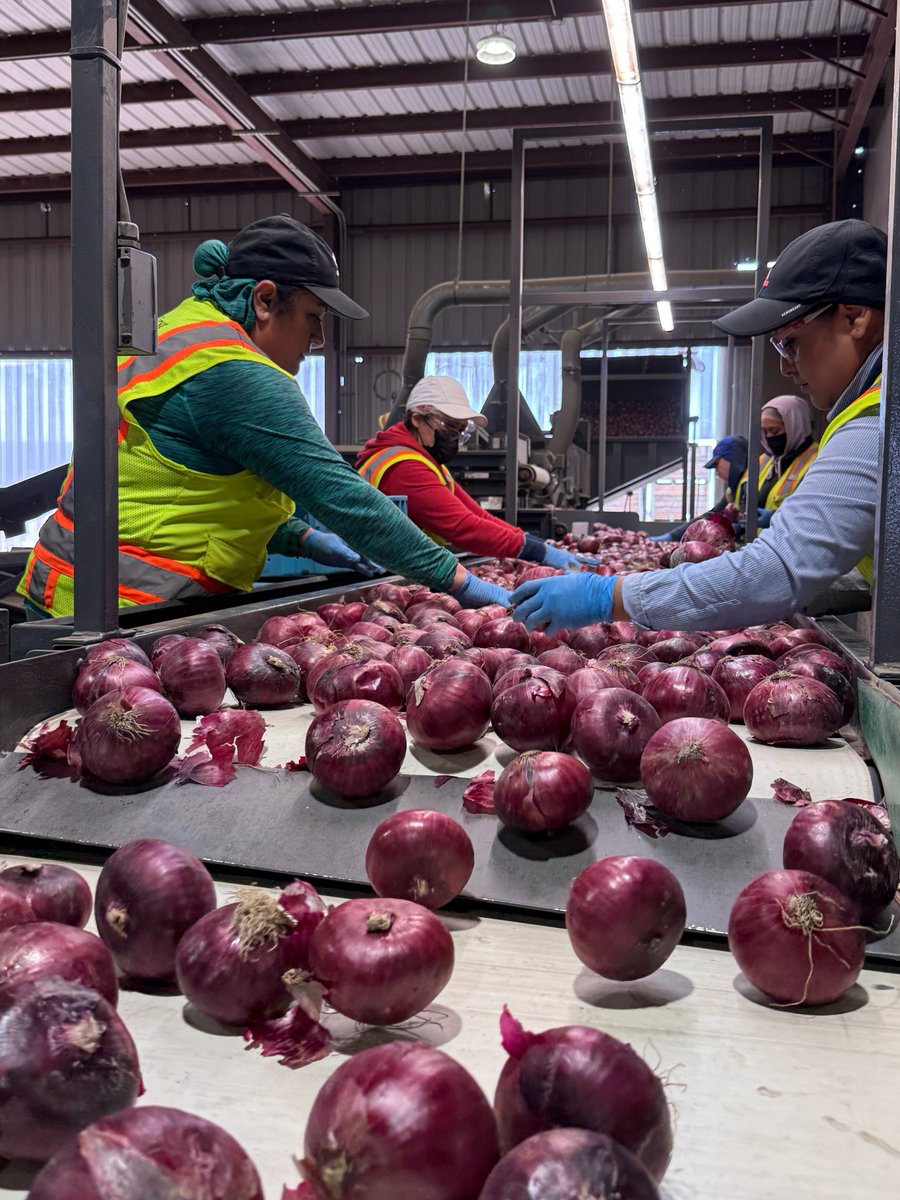 taproduce's tweet photo. From seed to harvest, to here. ✨ Our Tanimura & Antle Artisan® Sweet Italian Red Onions are carefully packed and shipped from our state-of-the-art facility, ensuring every bulb is as sweet, fresh, and flavorful as the day it left the field.
#taproduce #redonion #agriculture https://t.co/HZMin1yl2c