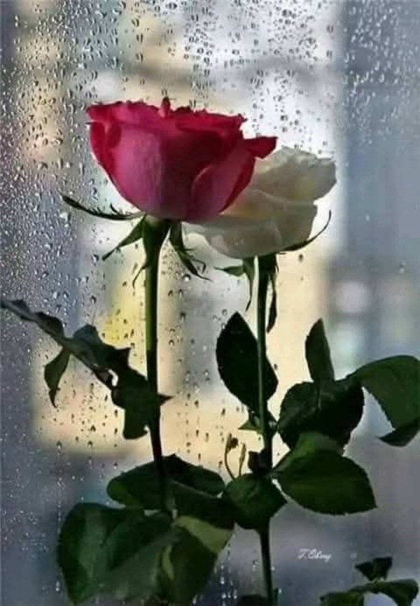 الصداقة علاقة راقية جداً ، تحتاج الى أناس يعرفون معنى الوفاء ، وفيها يجب أن يشترك العقل و القلب و الضمير ، الصداقة الحقيقية لا تقاس بطول السنين ، بل بصدق المواقف وإخلاص النوايا بين الأصدقاء ، فالأصدقاء الحقيقيون كالأشجار ، إذا تباعدت الغصون والأوراق ، تلاقت الجذور في الأعماق ،