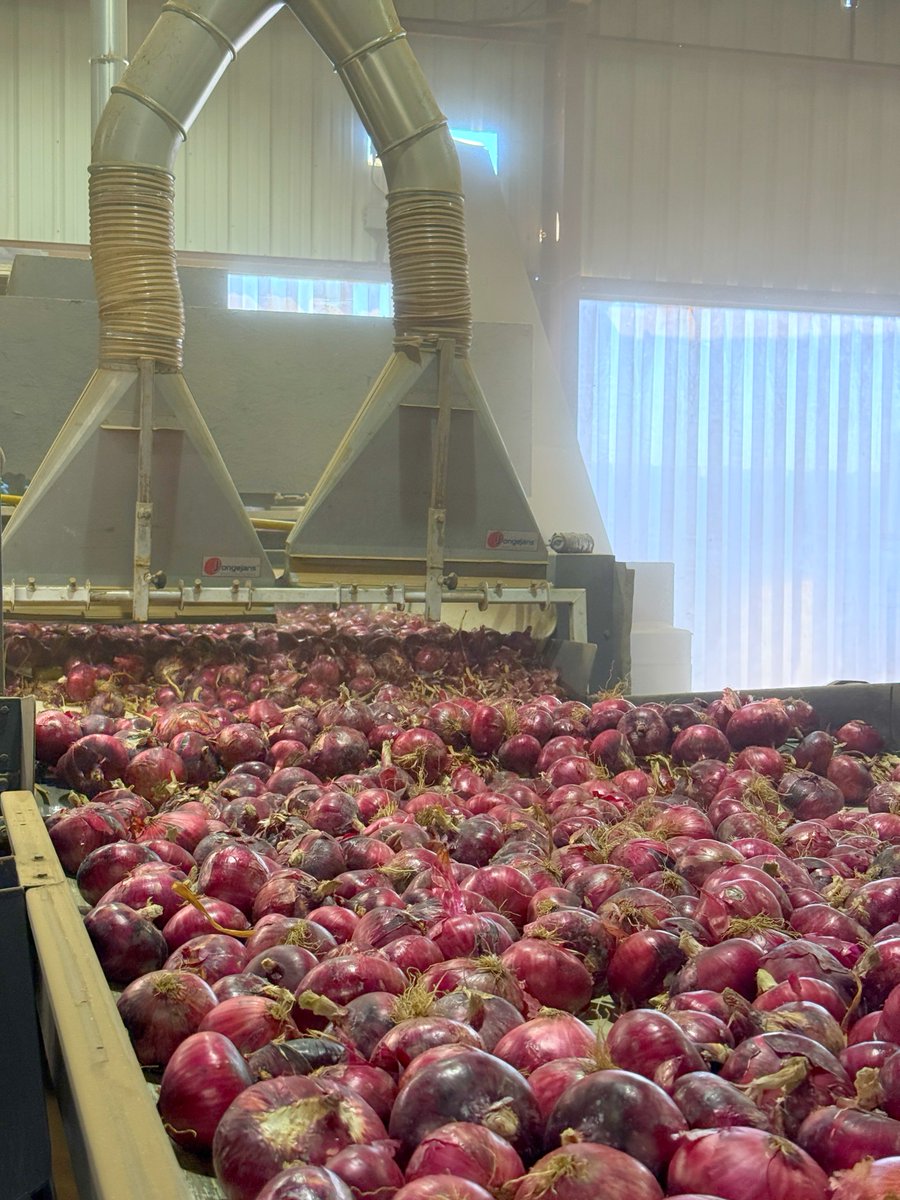 taproduce's tweet photo. From seed to harvest, to here. ✨ Our Tanimura & Antle Artisan® Sweet Italian Red Onions are carefully packed and shipped from our state-of-the-art facility, ensuring every bulb is as sweet, fresh, and flavorful as the day it left the field.
#taproduce #redonion #agriculture https://t.co/HZMin1yl2c
