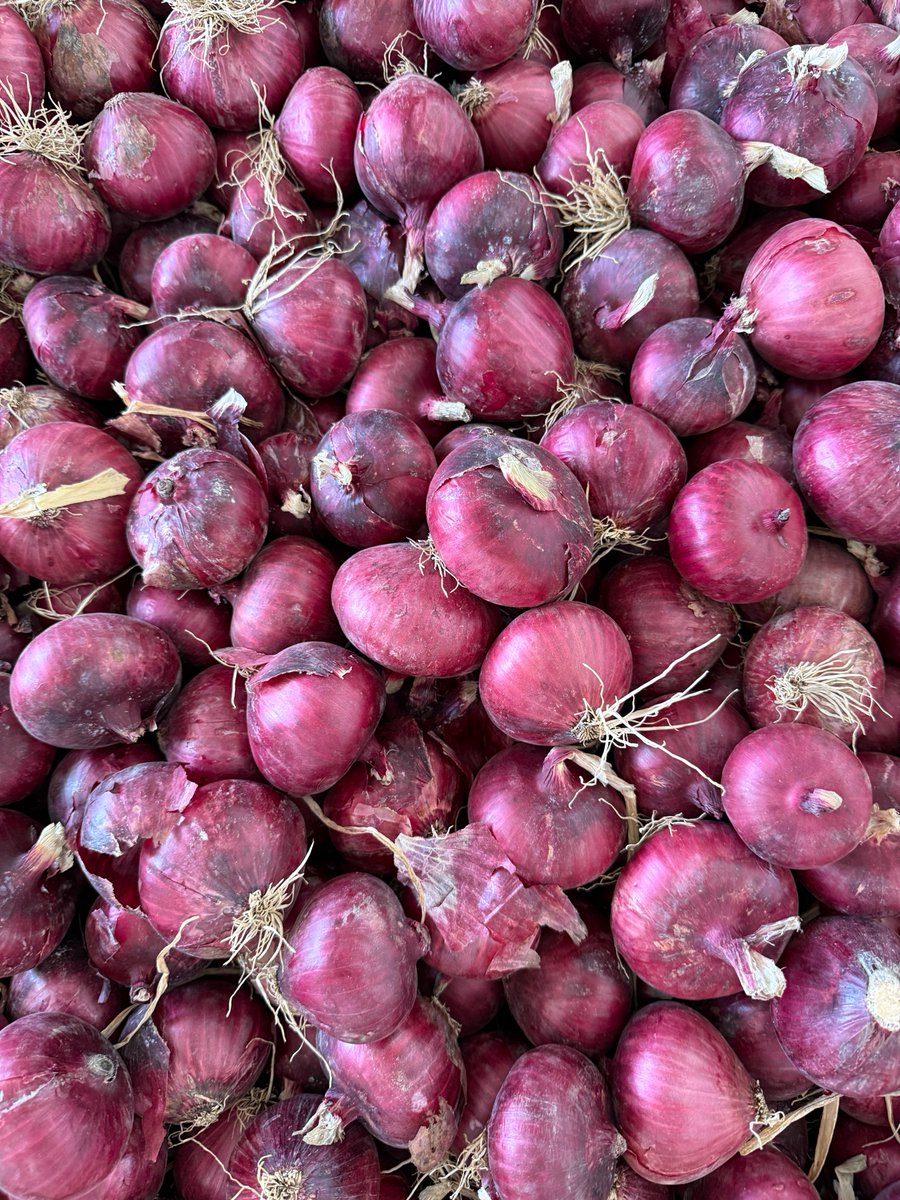 taproduce's tweet photo. From seed to harvest, to here. ✨ Our Tanimura & Antle Artisan® Sweet Italian Red Onions are carefully packed and shipped from our state-of-the-art facility, ensuring every bulb is as sweet, fresh, and flavorful as the day it left the field.
#taproduce #redonion #agriculture https://t.co/HZMin1yl2c