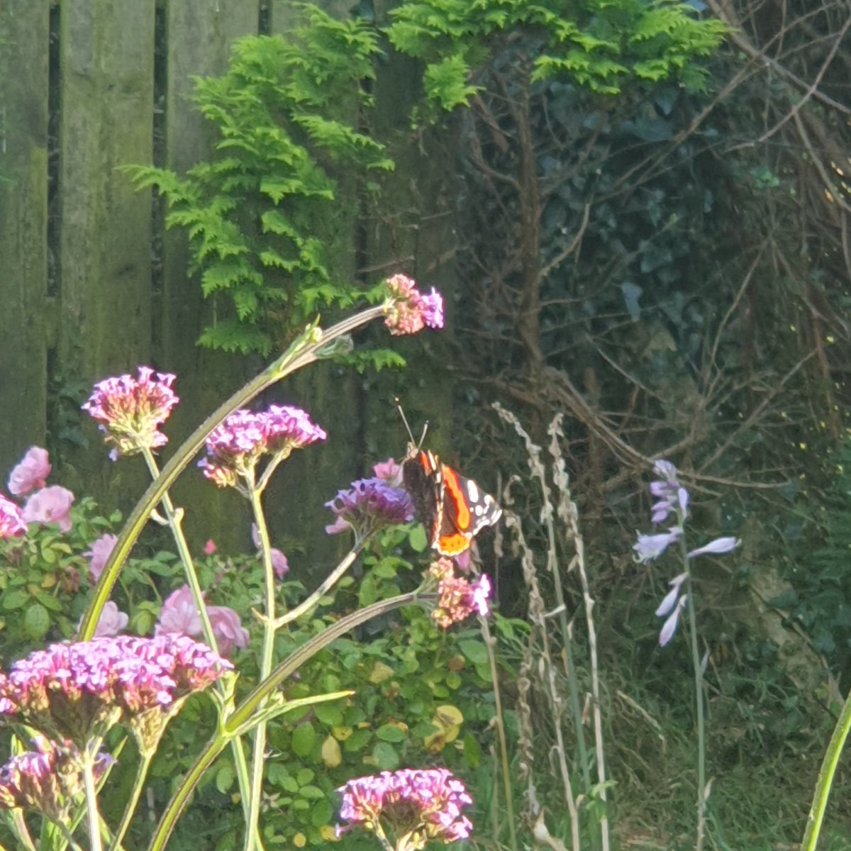 MouseDonegal's tweet photo. Six #butterflies and loadsa #bumblebees on one little "weed". #nomowsummer let the #wildflowers blossom https://t.co/VO14mJyZJs