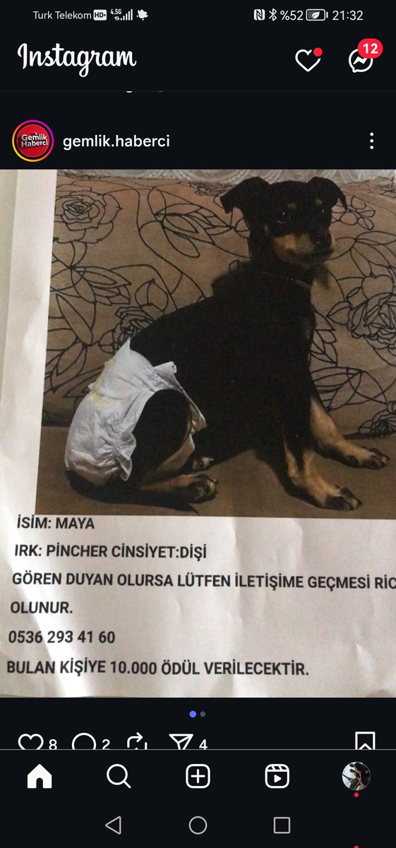 #GEMLİK #BURSA #KAYIPKÖPEK 
❗KAYIP KÖPEK
bulana 10 000 tl ödül verilecektir 
pincher dişi
❗0536 293 41 60