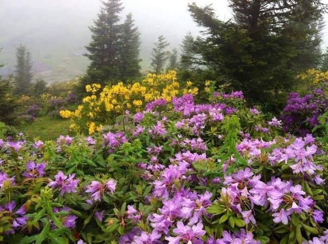 Bugün köyümde biraz  gezdim.
Küçüklük yıllarımda köyümde neler olduğu aklıma geldi.
1. Babamın okuduğu ilkokul
2. Benim okuduğum ilkokul
3.Sağlık ocağı
4. Biçki dikiş kursu
5. Camilerimiz

Peki geriye ne kalmış

Sadece cemaatsiz ama imamları olan camilerimiz.