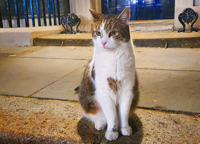 Probably my fav pic of Larry the Cat taken by #lighthackers x the lighting just purrrfect outside  10 Downing Street x #number10cat #kittytwitter 🐾🐾🐾🐾🐾🐾🐾🐾🐱🐱🐱🐱🐱🐱🐱