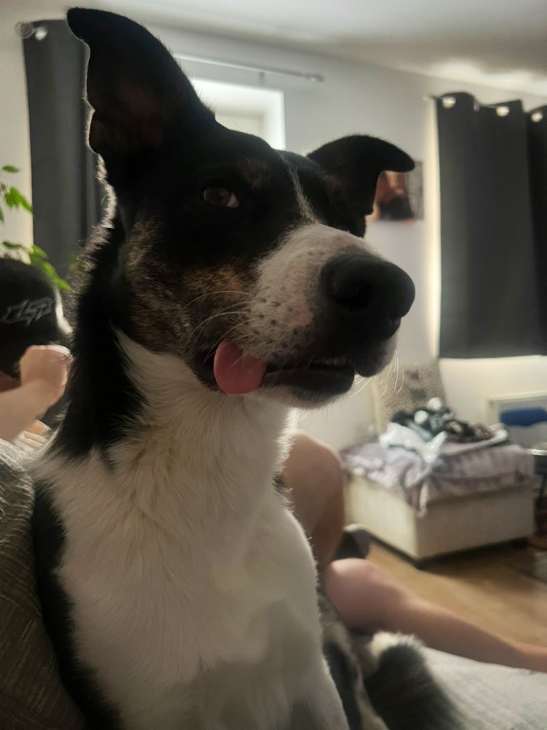 Olly the collie tweet media