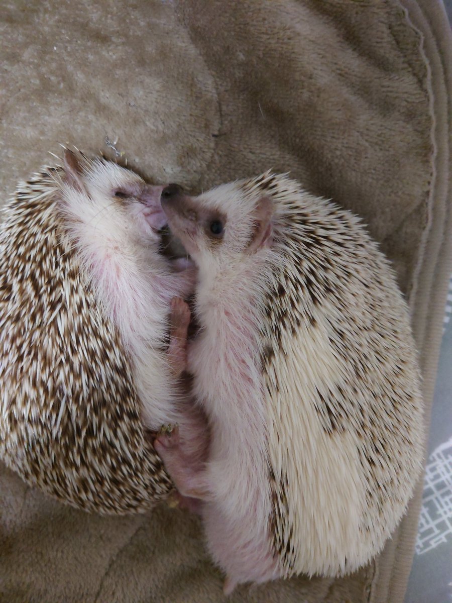 Rainy day activities for these two: napping in their burrow. 🦔🌱
Reference image isn’t mine!, credits to its author.

[#SonicTheHedgehog  #ShadowTheHedgehog #silverTheHedgehog #sonadow #Shadonic #wildhogAU]