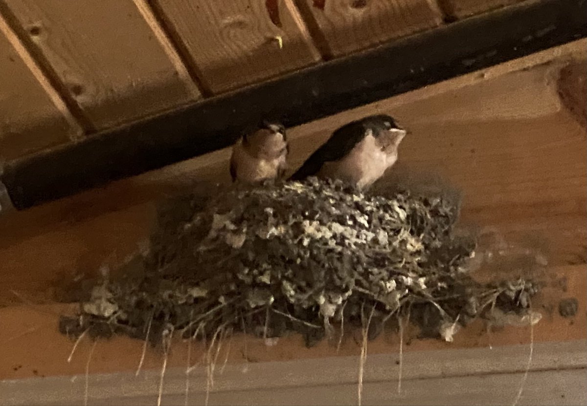 Afternoon Friends 
My baby barn swallows are ready to fly