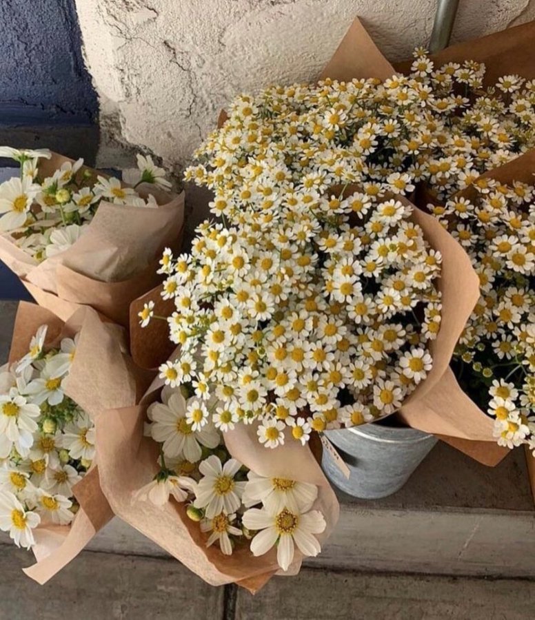 çiçek dünyası (@hergunecicek) on Twitter photo 