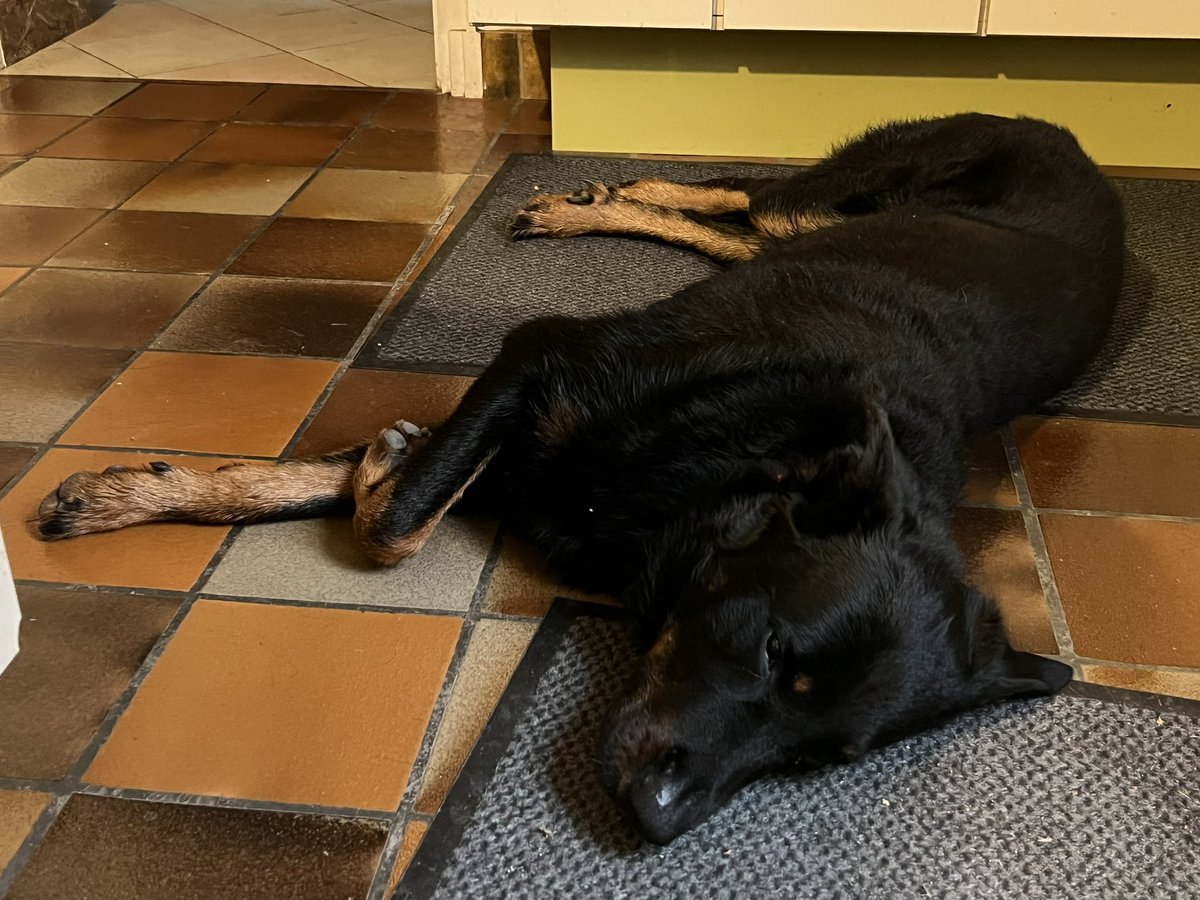 Bonne nouvelle ! 
Grâce à un signalement sur Pet Alert, Paul a retrouvé Rover, qui est de retour au moulin.
Il a très peur encore, et mal à sa patte gauche avant. Mais il est là.
je pleure de joie en le voyant juste couché dans la cuisine.
Merci à tous pour la super solidarité!