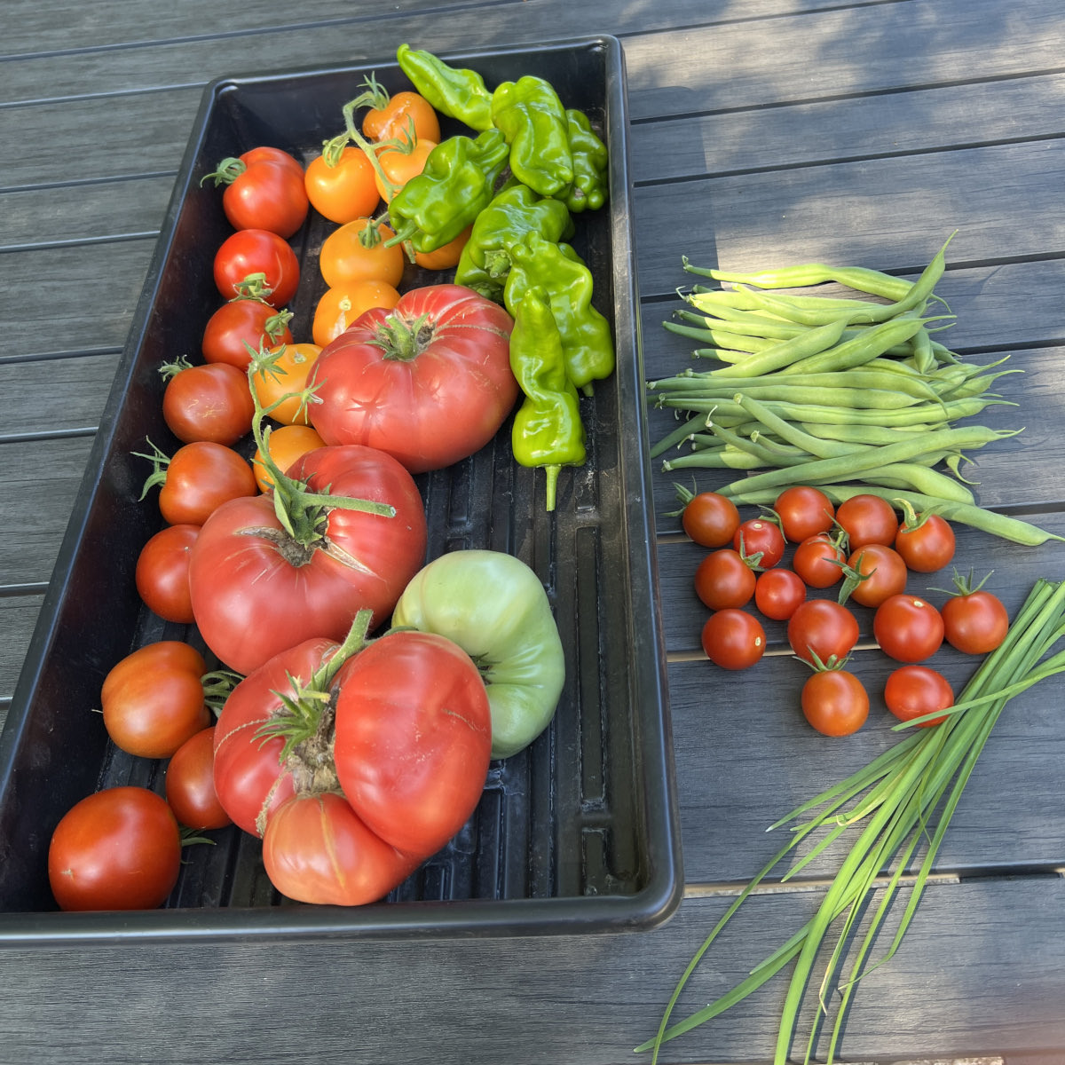 Today's garden harvest! Tomato, pepper,and green bean season is in full swing! Yum!