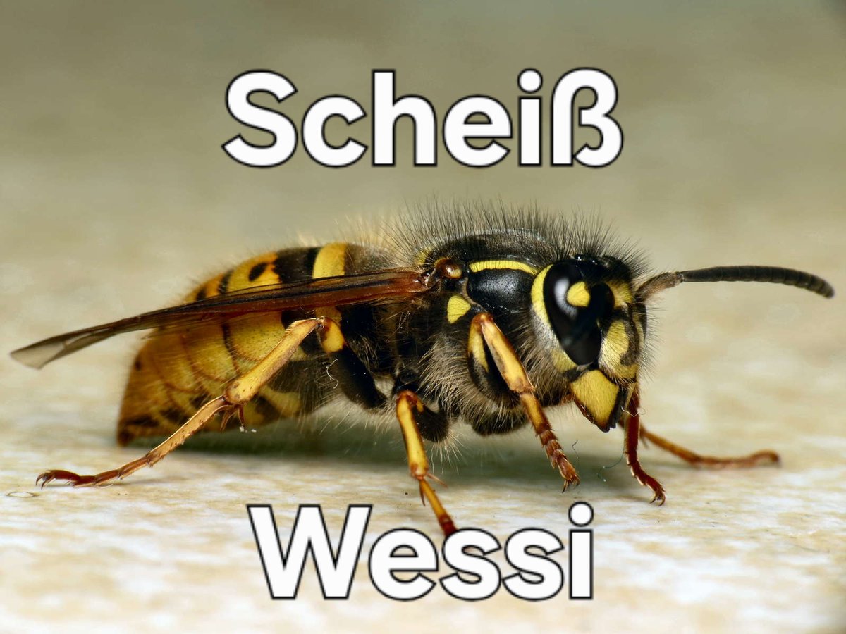 Stabilo Atzin (@stabiloatzin) on Twitter photo 