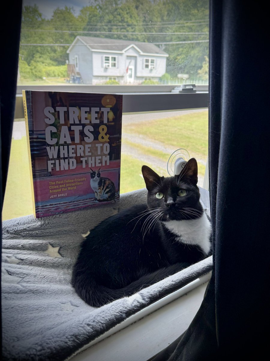 Jay Wisniewski | RG (@hoorayitsj) on Twitter photo Rey dreams of being a street cat. Instead she will settle for <a href="/OWTK/">Jeff Bogle</a>’s latest book. Congratulations, Jeff! Rey dreams of being a street cat. Instead she will settle for <a href="/OWTK/">Jeff Bogle</a>’s latest book. Congratulations, Jeff!