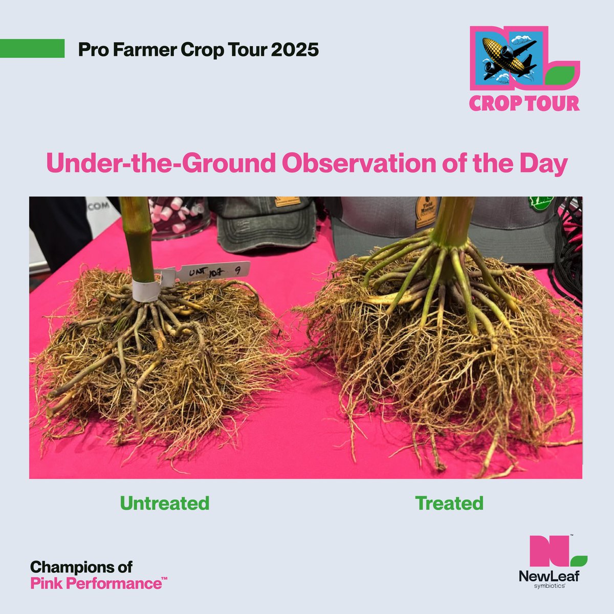 NewLeaf_Sym's tweet photo. These roots from #PFTour25 tell the story—#PinkPerformance delivers results you can see. On our first Eastern Tour dig stop in Howe, IN, NewLeaf’s corn biostimulant boosted nutrient uptake, driving bigger biomass and stronger roots. #PPFMs #ChampionsOfPinkPerformance @YieldMasterSol