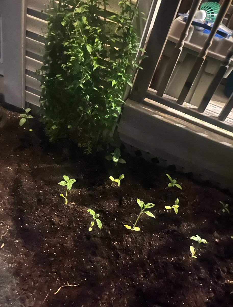 FancyCaroline's tweet image. From this, to this, to THISSSSSS! 
🌱➡️🌻

Not enough blooms yet, and they’re so uneven, my OCD just can’t 😩😅