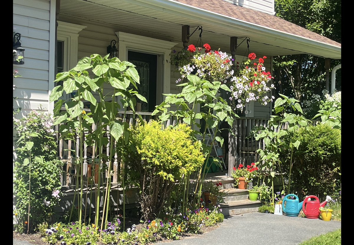 FancyCaroline's tweet image. From this, to this, to THISSSSSS! 
🌱➡️🌻

Not enough blooms yet, and they’re so uneven, my OCD just can’t 😩😅