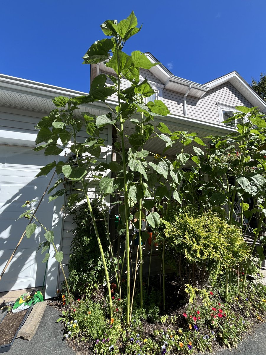 FancyCaroline's tweet image. From this, to this, to THISSSSSS! 
🌱➡️🌻

Not enough blooms yet, and they’re so uneven, my OCD just can’t 😩😅