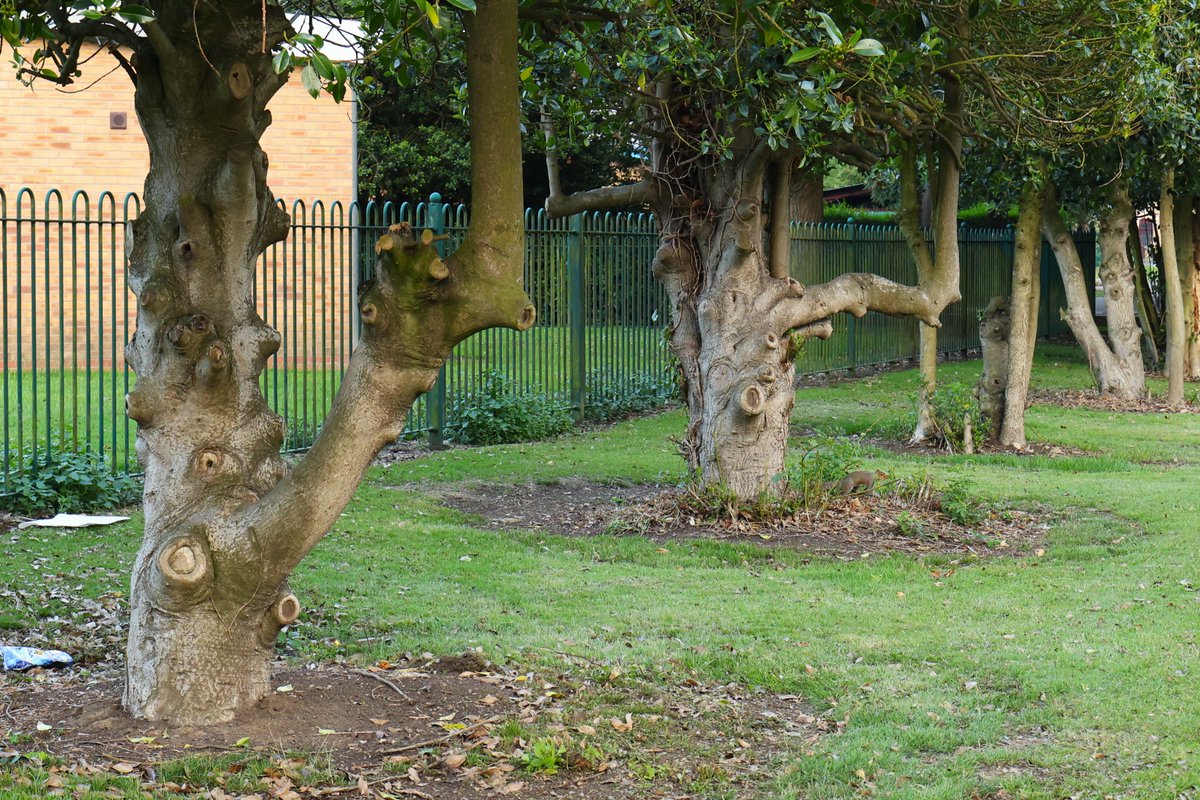 SaviDraws's tweet photo. Imitation.
#WorldPhotoDay #WorldPhotographersDay #worldphotographyday #thicktrunktuesday #Trees #NaturePhotography #Nature #photo #photography #NatureBeauty https://t.co/TgEUFkJUcl