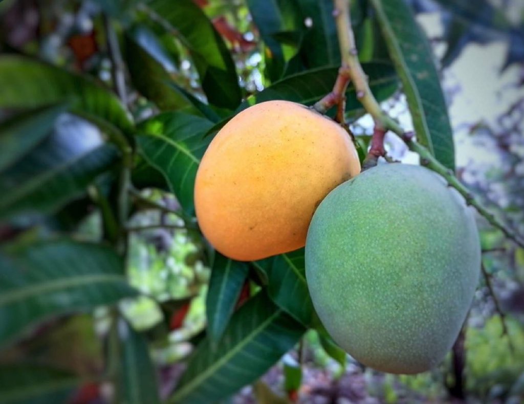 Same tree, different time of ripening 

Lesson: no lesson because ure not a mango